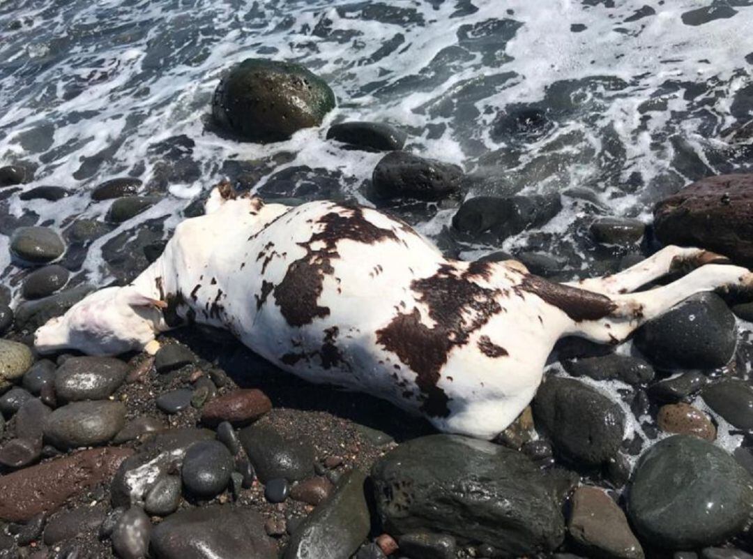 Imagen de una vaca aparecida en parecidas circunstancias en Canarias