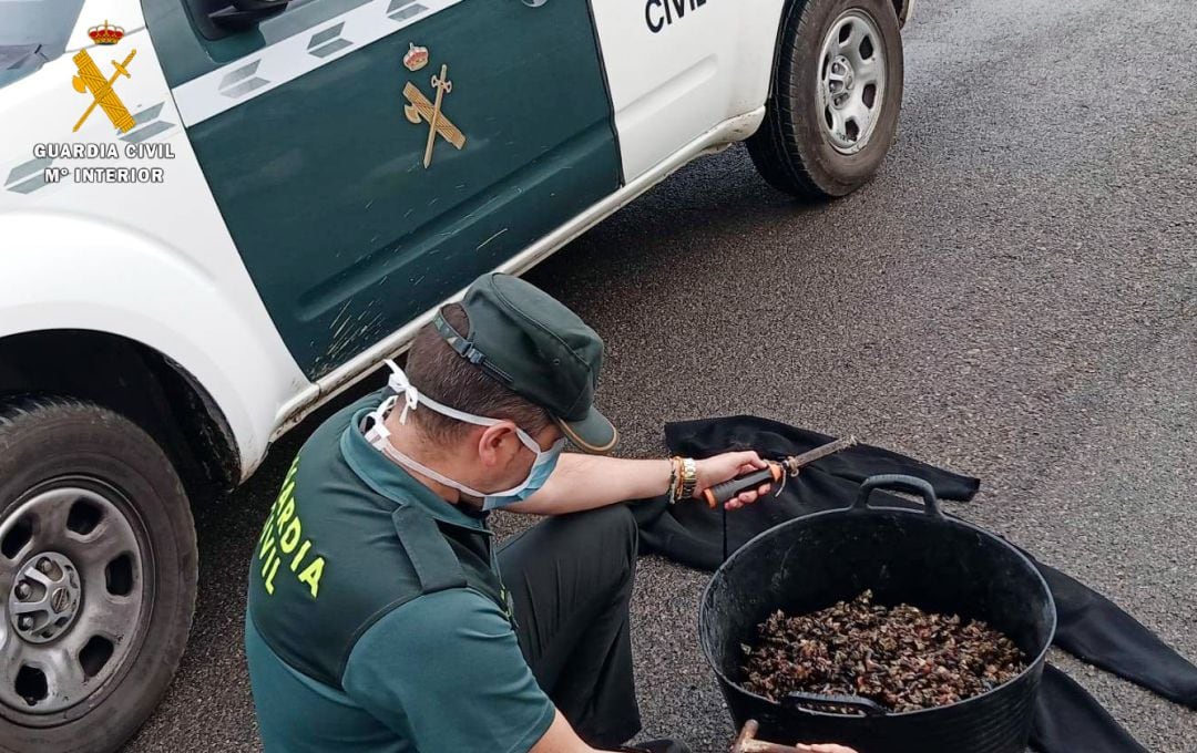 Percebes intervenidos por la Guardia Civil.