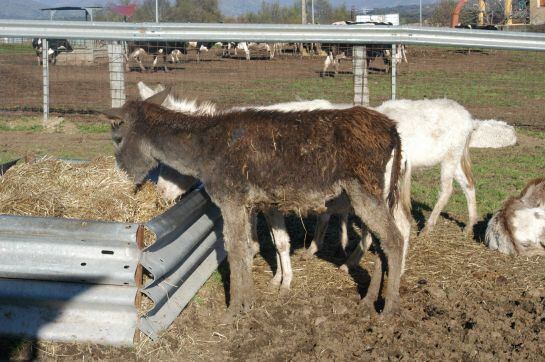 La paja ya forma parte de su alimentación diaria tras la intervención