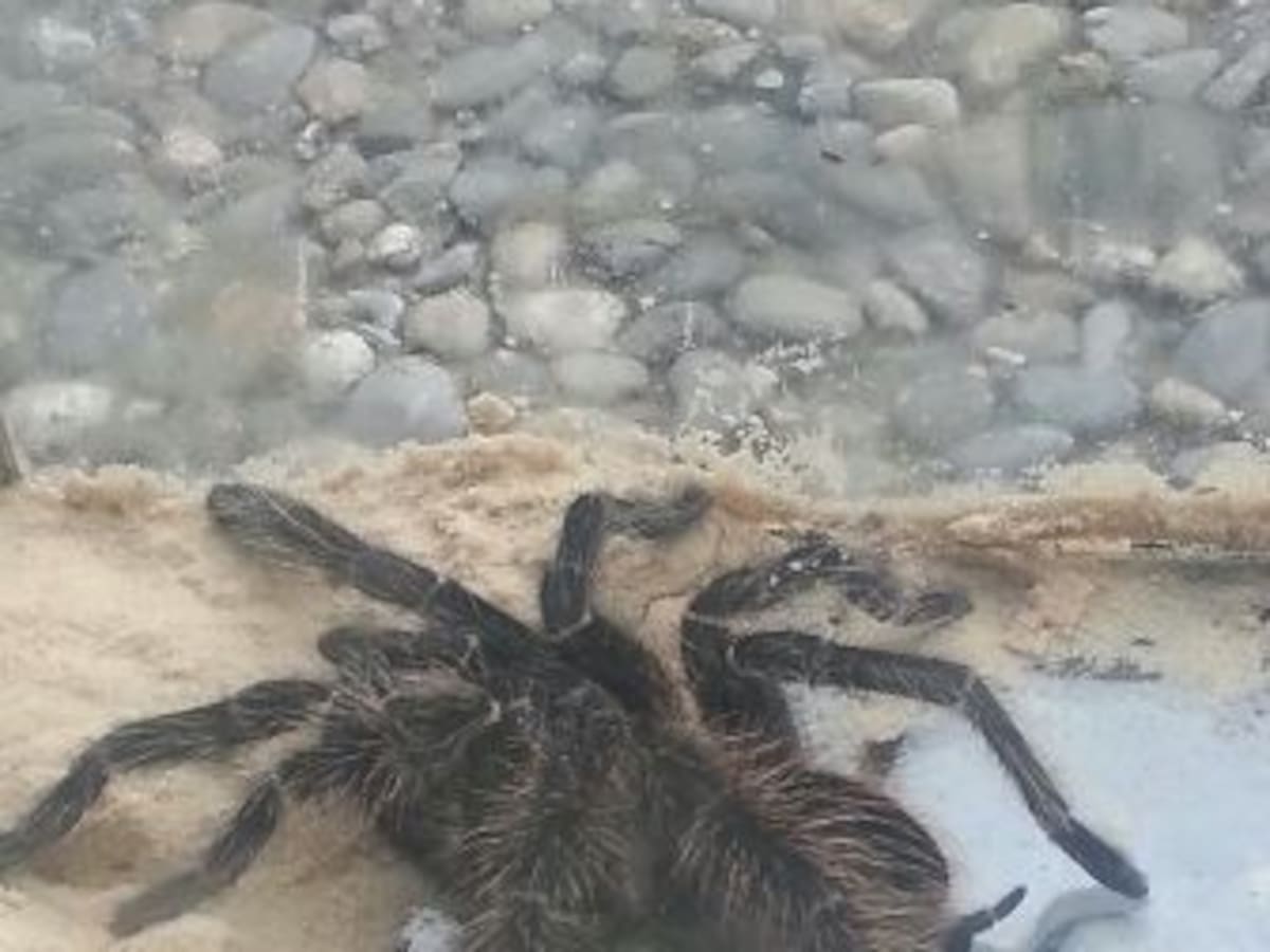 Una taràntula a les escombraries