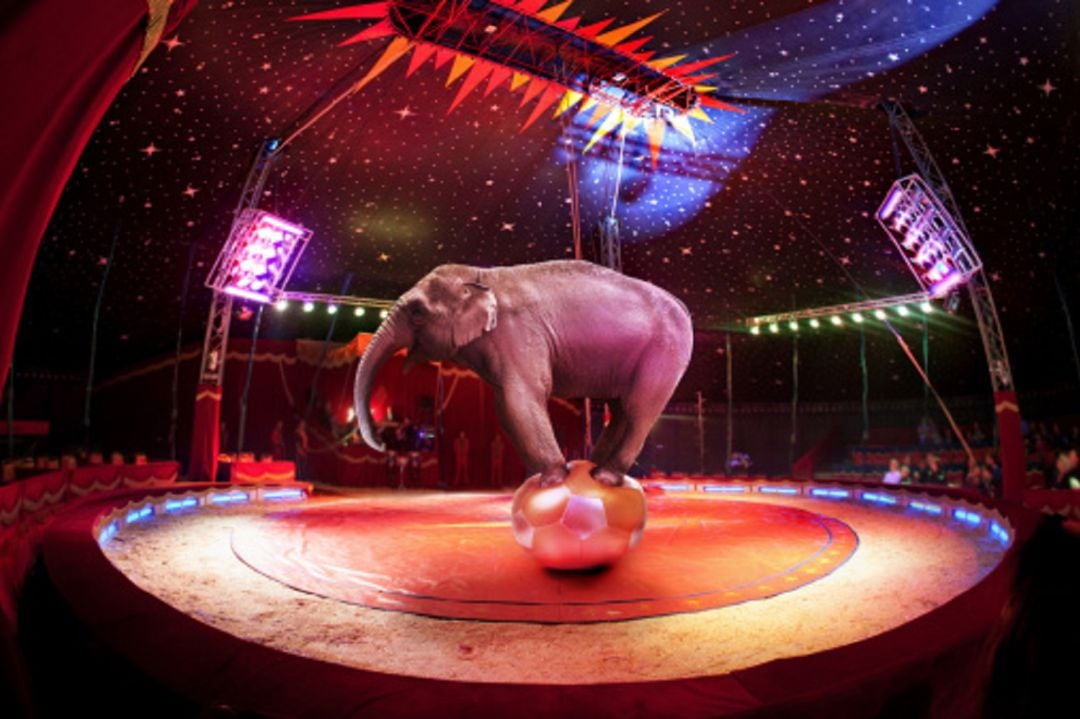 Circo con animales 