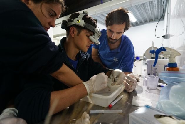 Un momento de la intervención del caballito de mar.