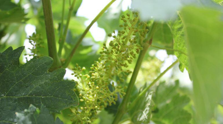 Los brotes del viñedo tienen en algunas parcelas el tamaño de un guisante