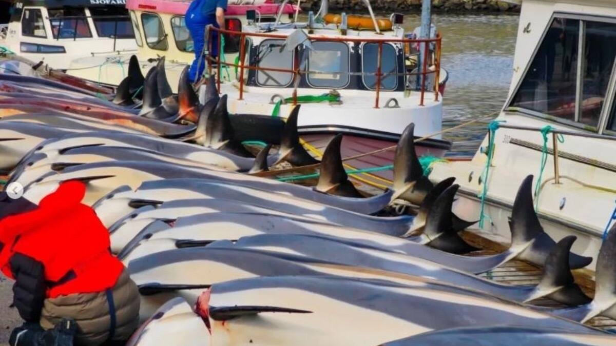 Espacio de Ecología: La cruel matanza de delfines vinculada a la pesca del bacalao