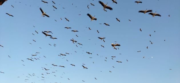 Cigüeñas sobrevolando el cielo de Linares.