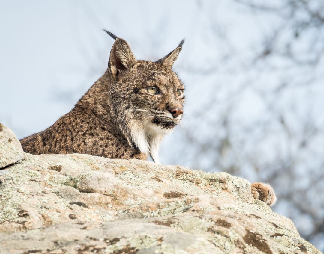 El lince es una de las especies en peligro de extinción en España. 