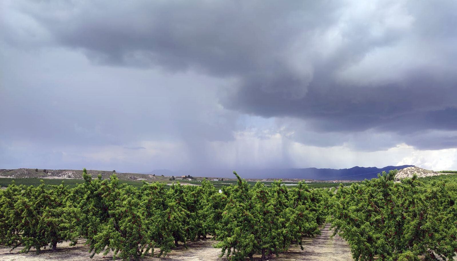 Campo de frutales en Cieza