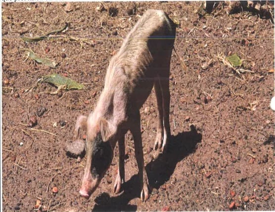 En la granja se hallaron sesenta cerdos desnutridos y al borde de la muerte