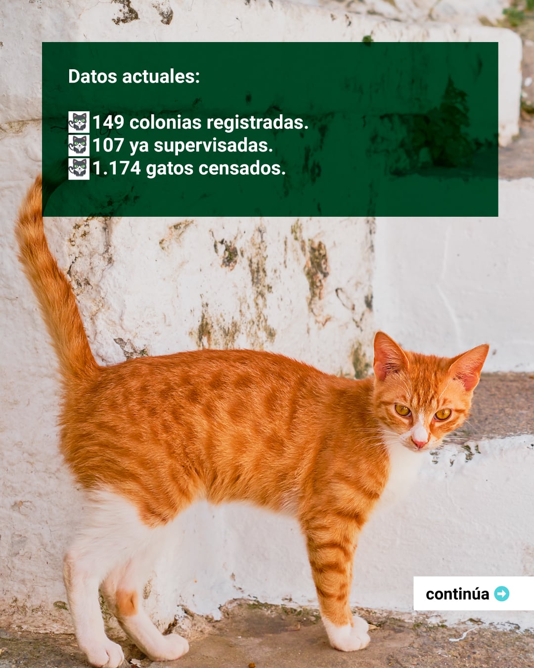 Detalles del servicio