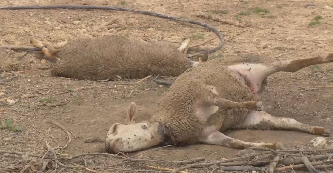 Ovejas muertas en Molina de Segura