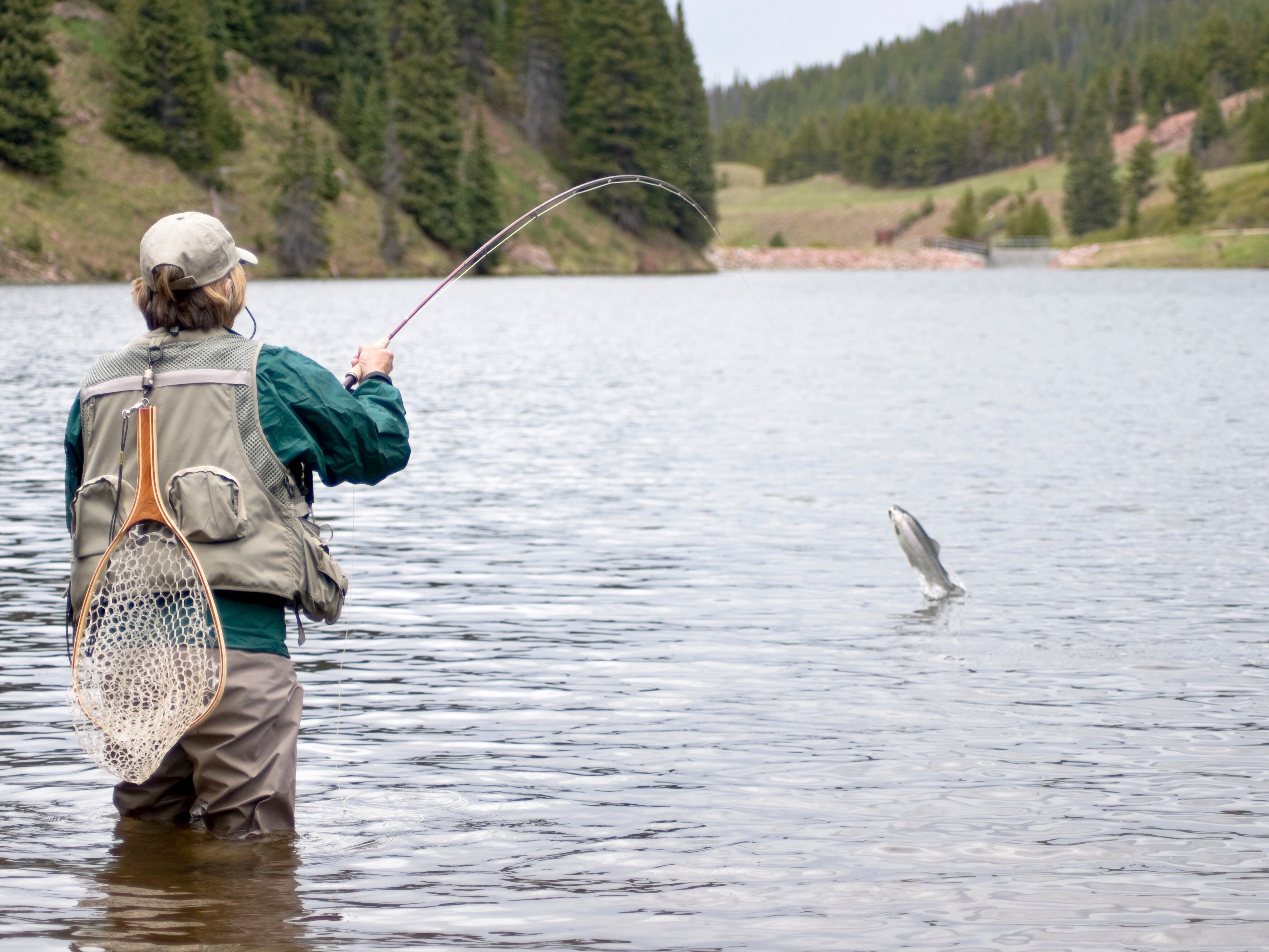 An adult woman plays a rainbow trout in a mountain pond in Colorado before landing it.