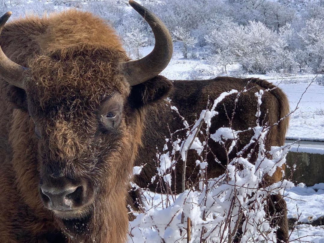 La Reserva de Bisontes de San Cebrián de Mudá (Palencia) sigue demostrando su tirón turístico