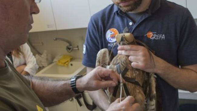 Implantación de localizador