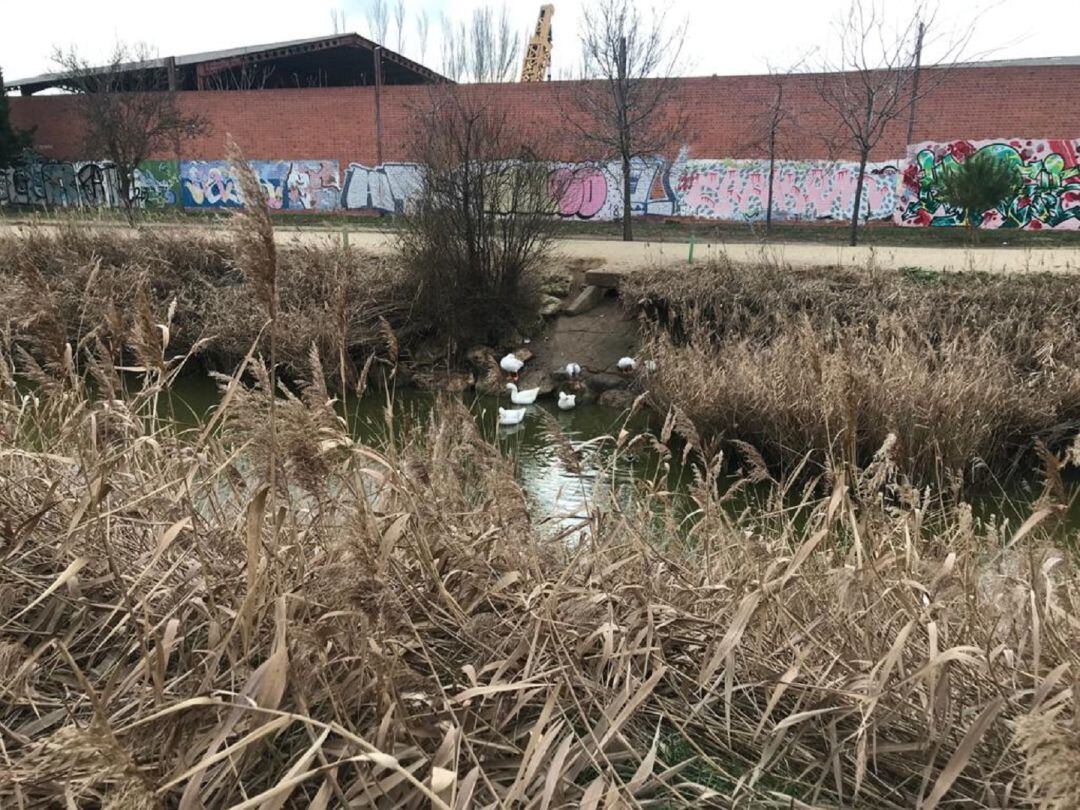 Un varón ha tenido que ser rescatado del río Zapardiel por la Policía Local