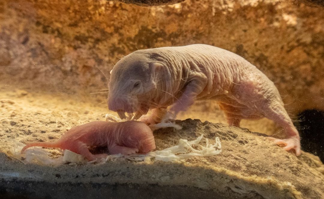 Bioparc València cuenta con una nueva camada de rata topo desnuda, un extrañísimo y desconocido mamífero que se comporta como un insecto, es prácticamente inmune al cáncer, puede cambiar de sangre fría a caliente, ha desarrollado cuatro dientes móviles, e