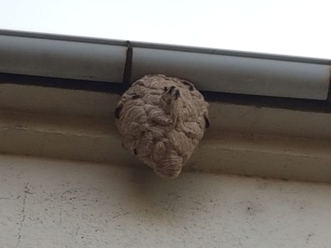 El nido tenía unas dimensiones de 30x30cm, aproximadamente