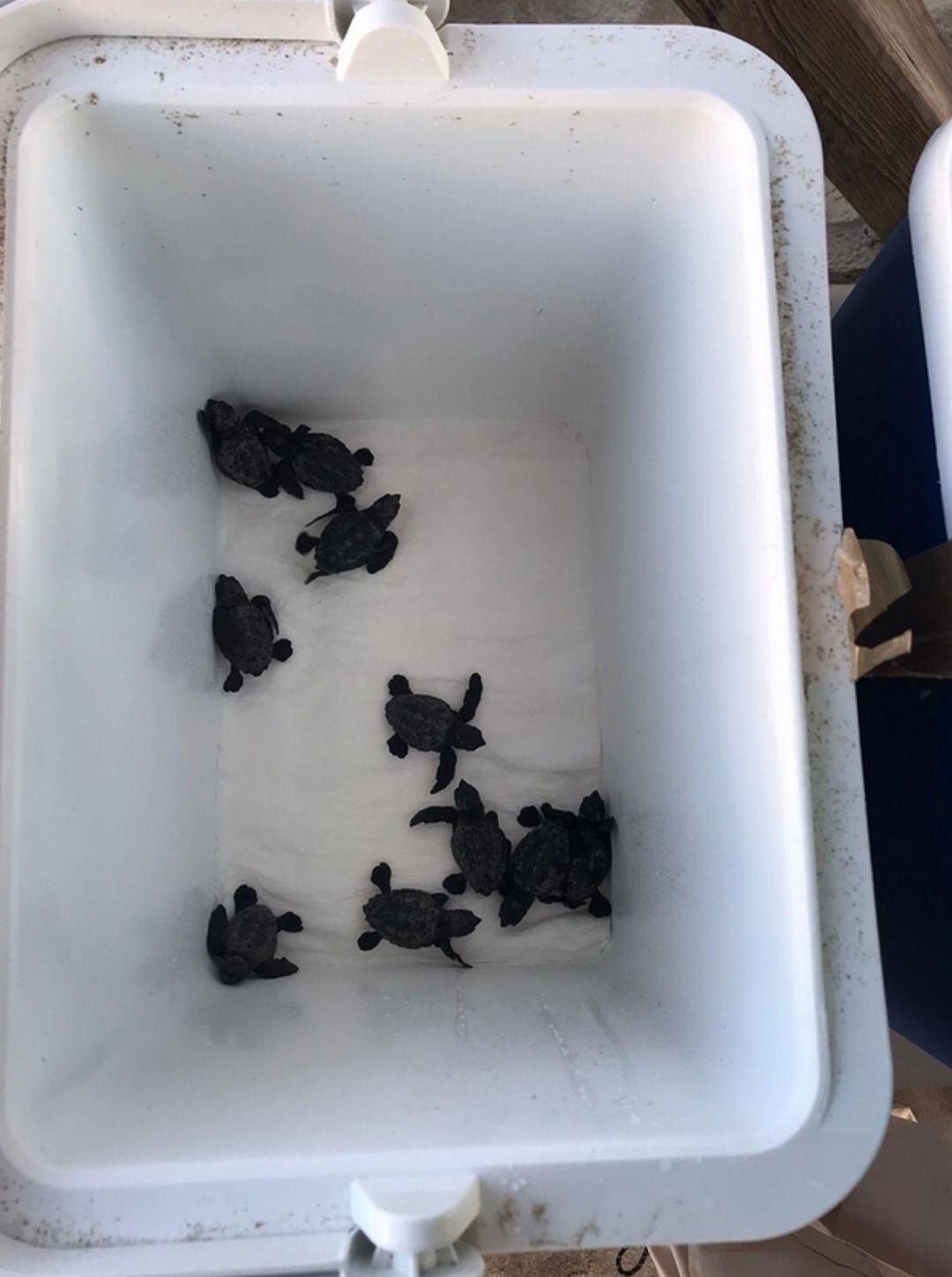 Tortugas nacidas el pasado miércoles