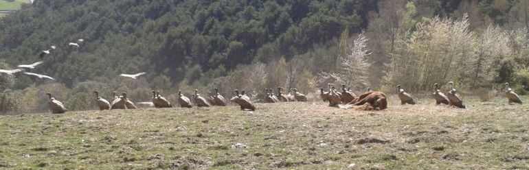 Una bandanda de voltors blancs al costat d'una egua que van atacar segons l'Associació de Ramaders del Pallars, a la montanya de Burg