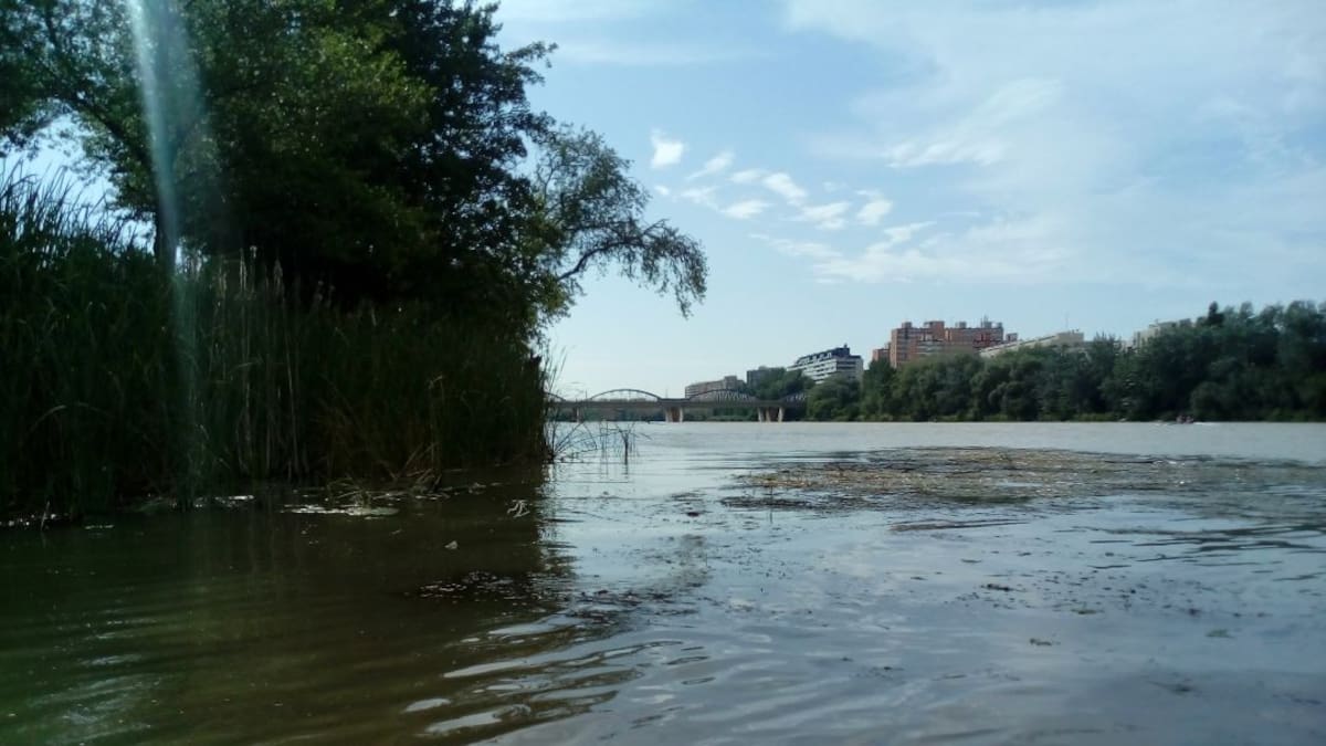 Zaragoza lucha contra garrapatas y mosca negra