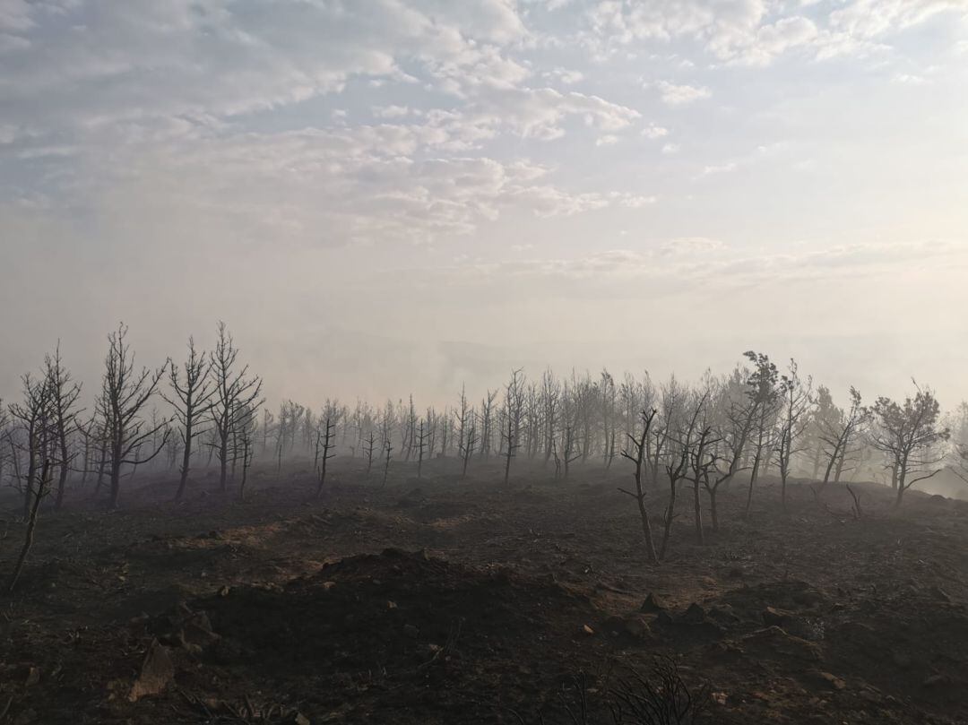 Aspecto del monte quemado en el incendio del Real Sitio de San Ildefonso