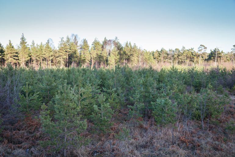 Repoblación de pinos