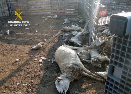Cadáveres de las ovejas encontradas en la granja