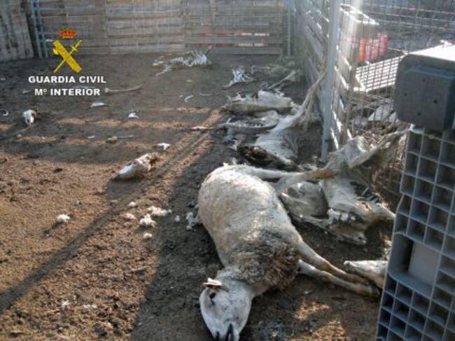 Cadáveres de las ovejas encontradas en la granja