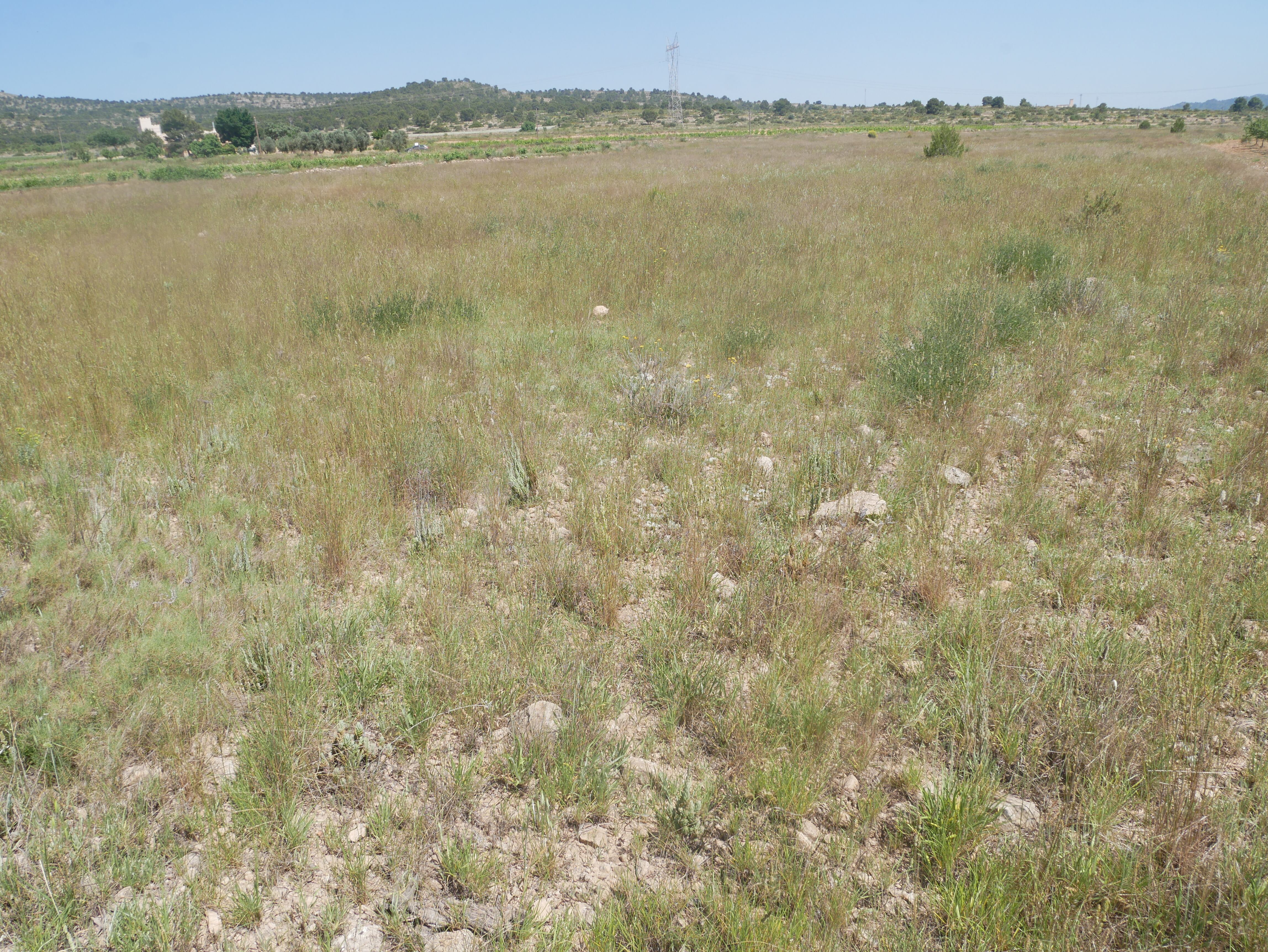 Terrenos donde se ubicará la planta de Monóvar