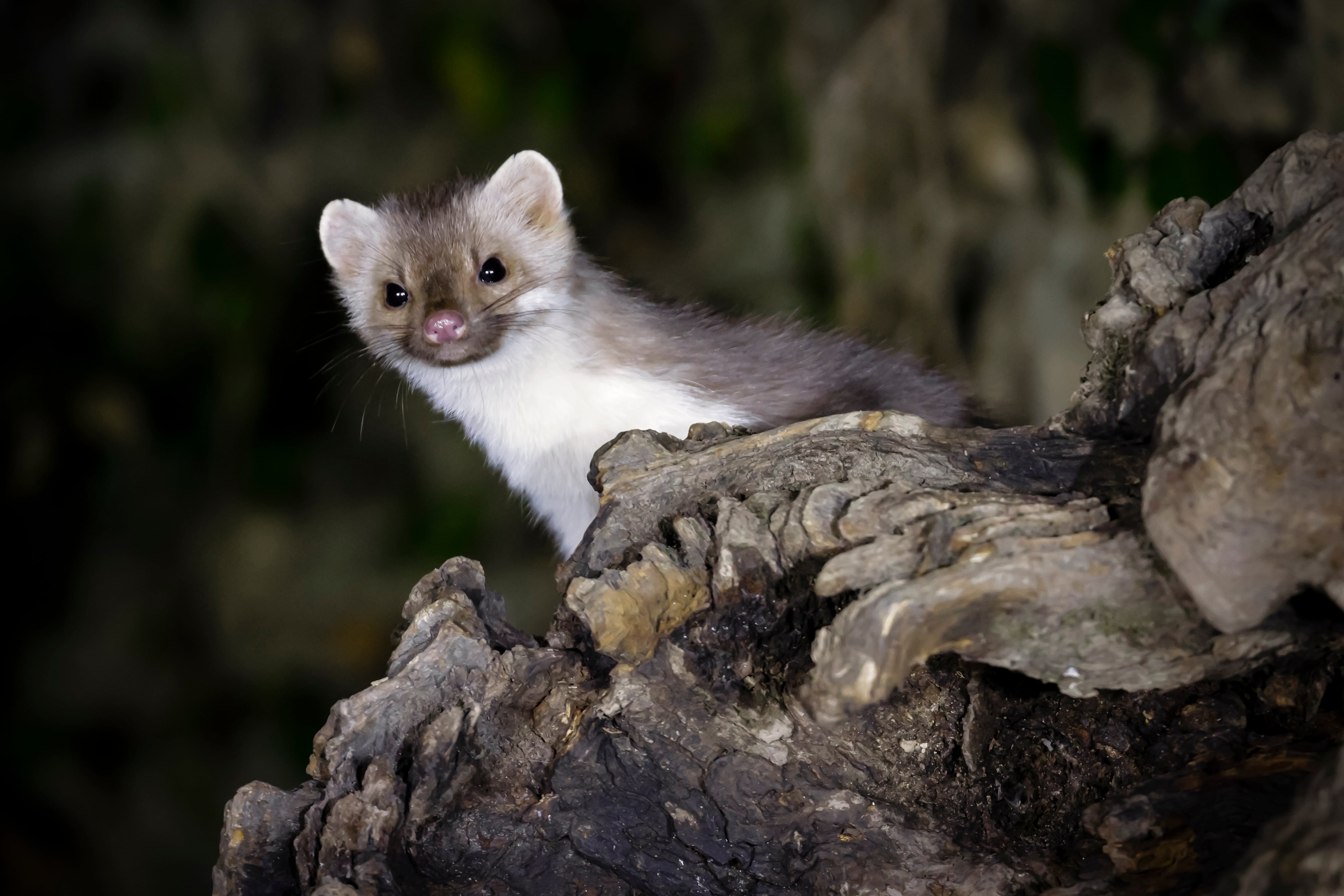 Es esquiva y destaca por sus hábitos nocturnos
