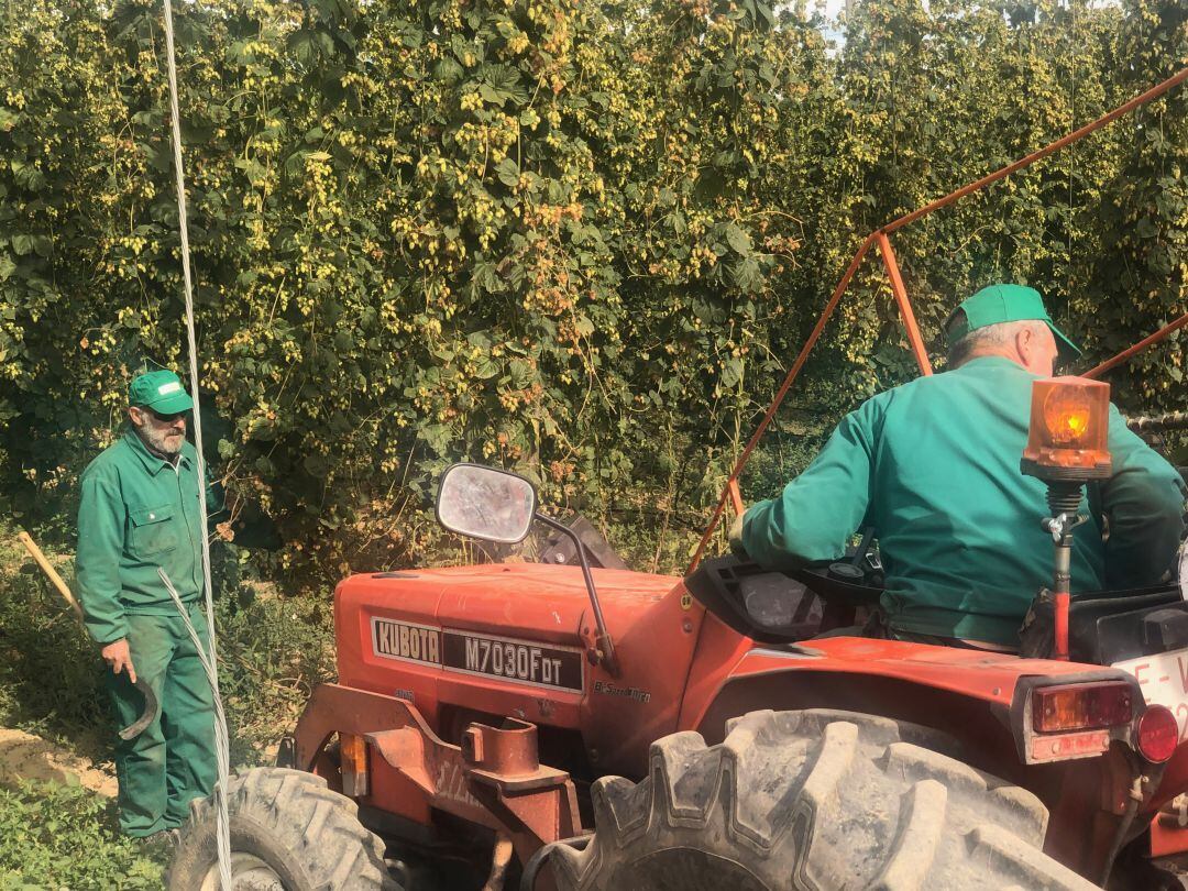 Las labores de cosecha del lúpulo han arrancado esta semana 