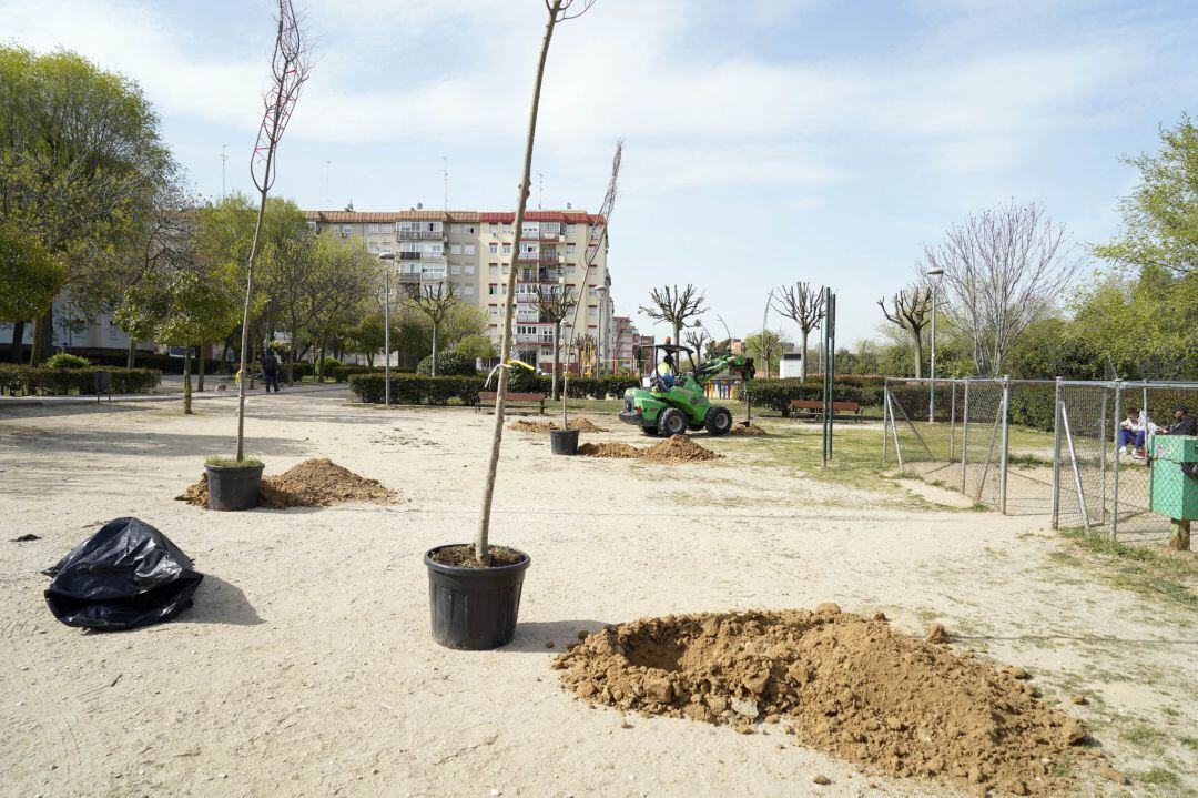 Replantación de árboles en el Parque La Rioja de Móstoles