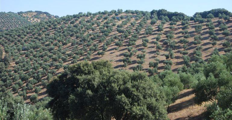 Zona de olivar en la provincia de Jaén.