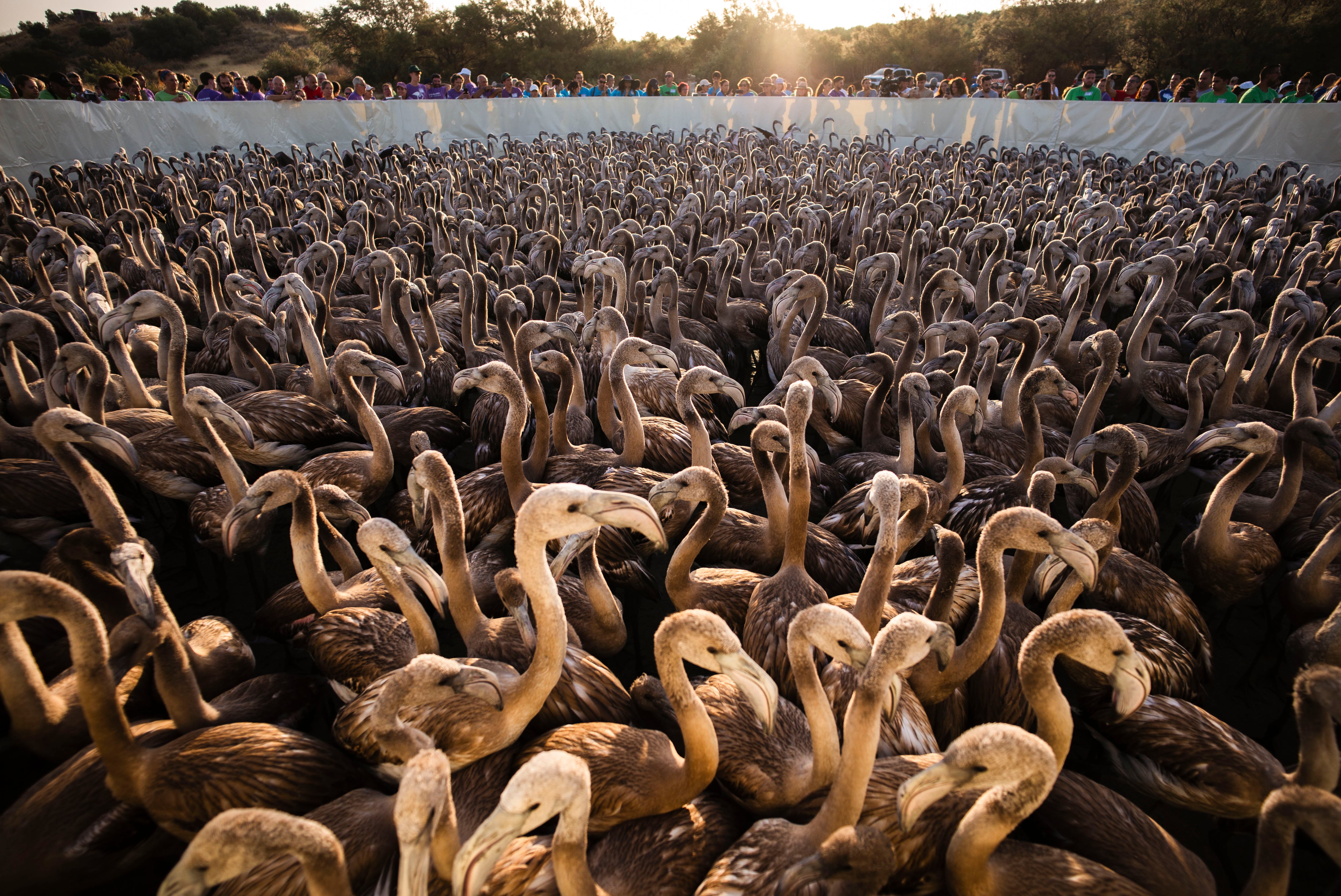 FUENTE DE PIEDRA (MÁLAGA), 09/08/2025.- Jornada de anillamiento de pollos de flamencos en la laguna Fuente de Piedra (Málaga), este sábado. EFE/Jorge Zapata
