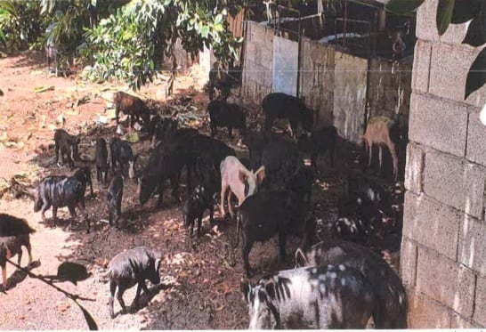 Los animales de esta granja estaban al borde de la muerte