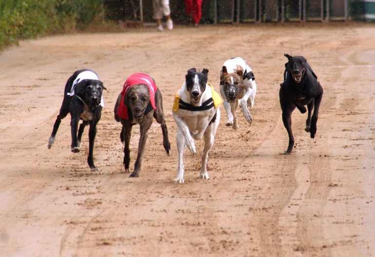 Carrera de galgos