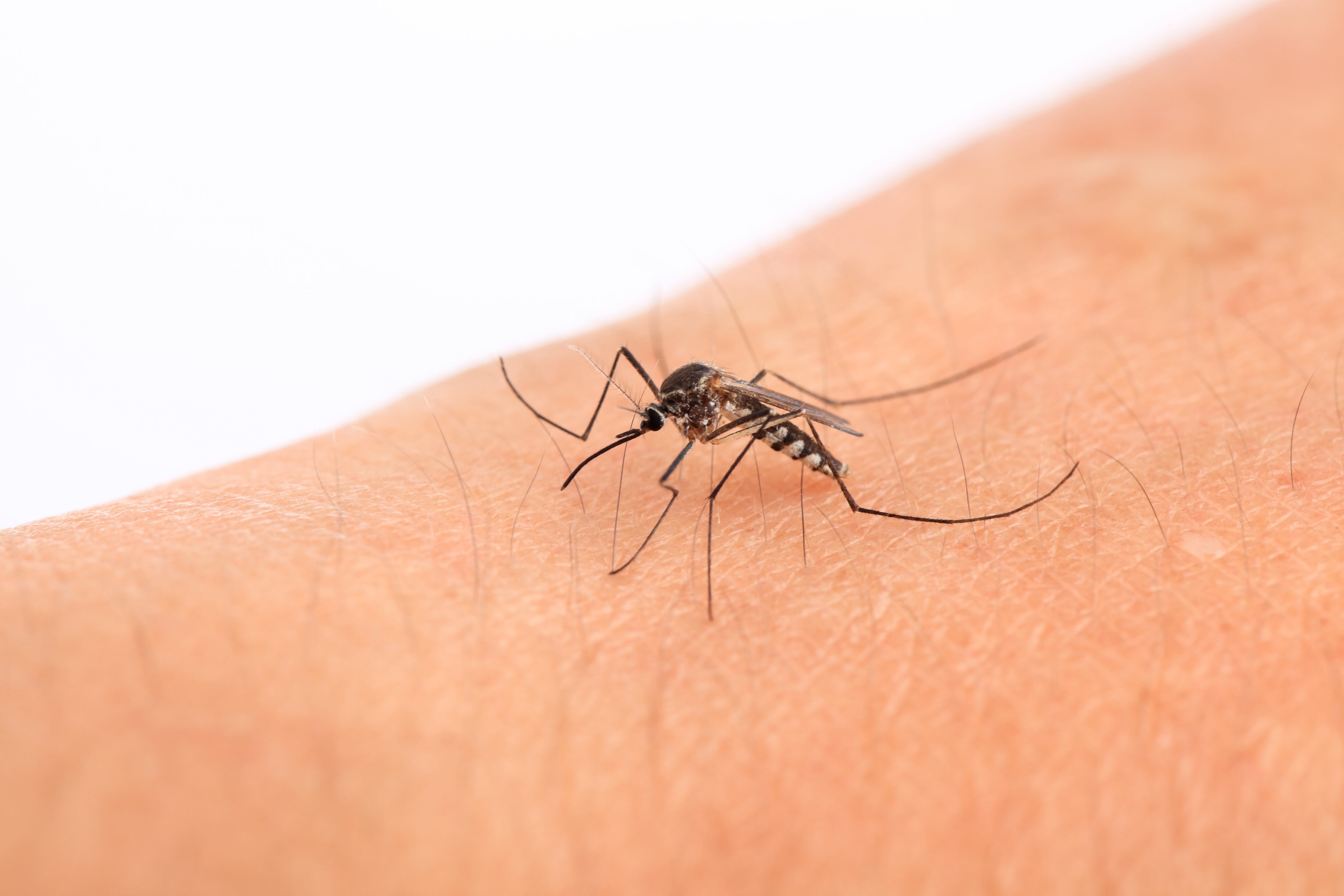 a mosquito in the human arm,macro