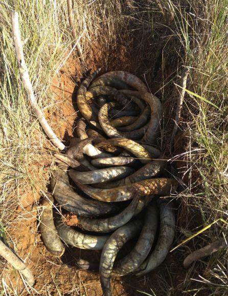 El preparado 500 lleva boñiga de vaca con la que se rellenan unos cuernos también de vacuno que posteriormente se entierran.