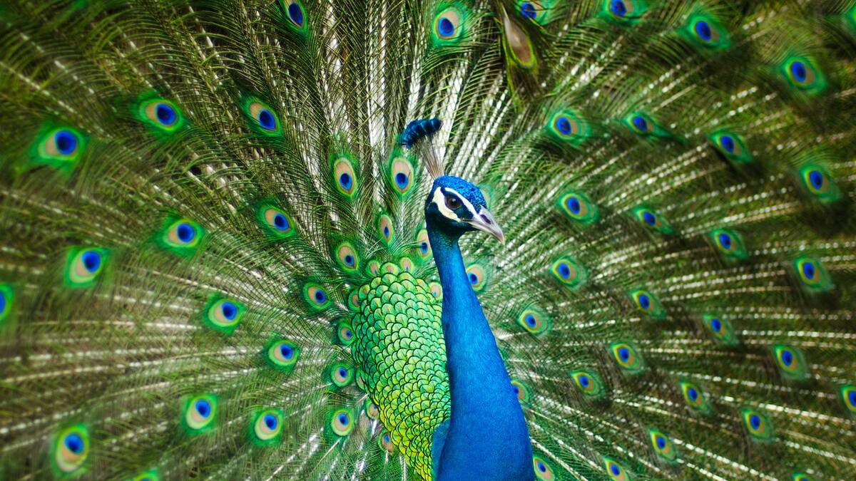 Yazidismo, la religión cuya cabeza es un ángel