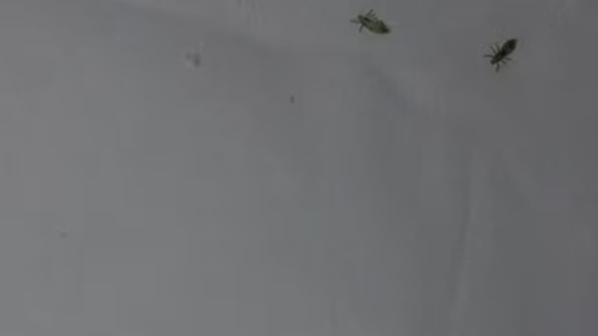 Hoy por Hoy Zaragoza y los piojos (02/12/25)