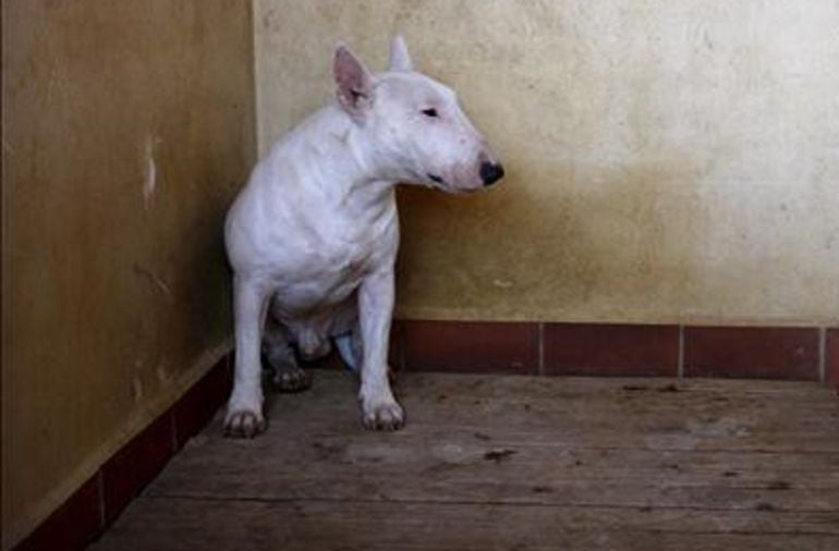 Un ejemplar de pitbull