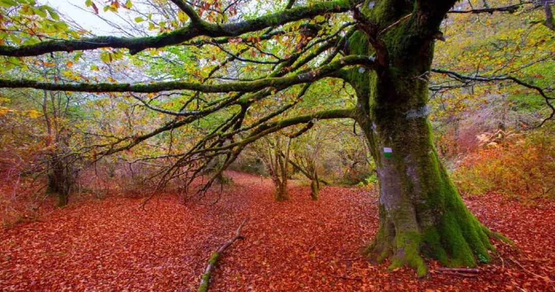 La Selva de Irati, durante este otoño