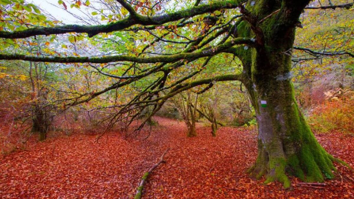 La Selva de Irati: nueva reserva de la biosfera