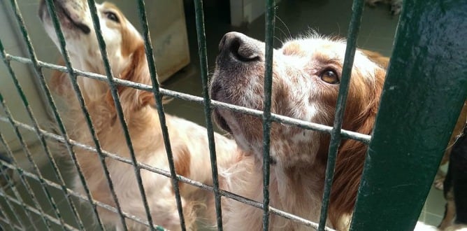 Setter Rescue ha iniciado su campaña interna para la adopción de los 20 perros