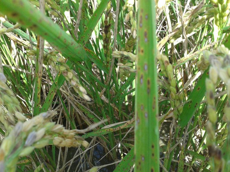 Arròs afectat pel fong "Pyricularia" (Arxiu)
