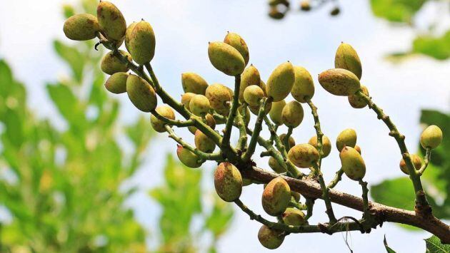 El pistacho de la Mancha es el de mayor calidad del mundo.