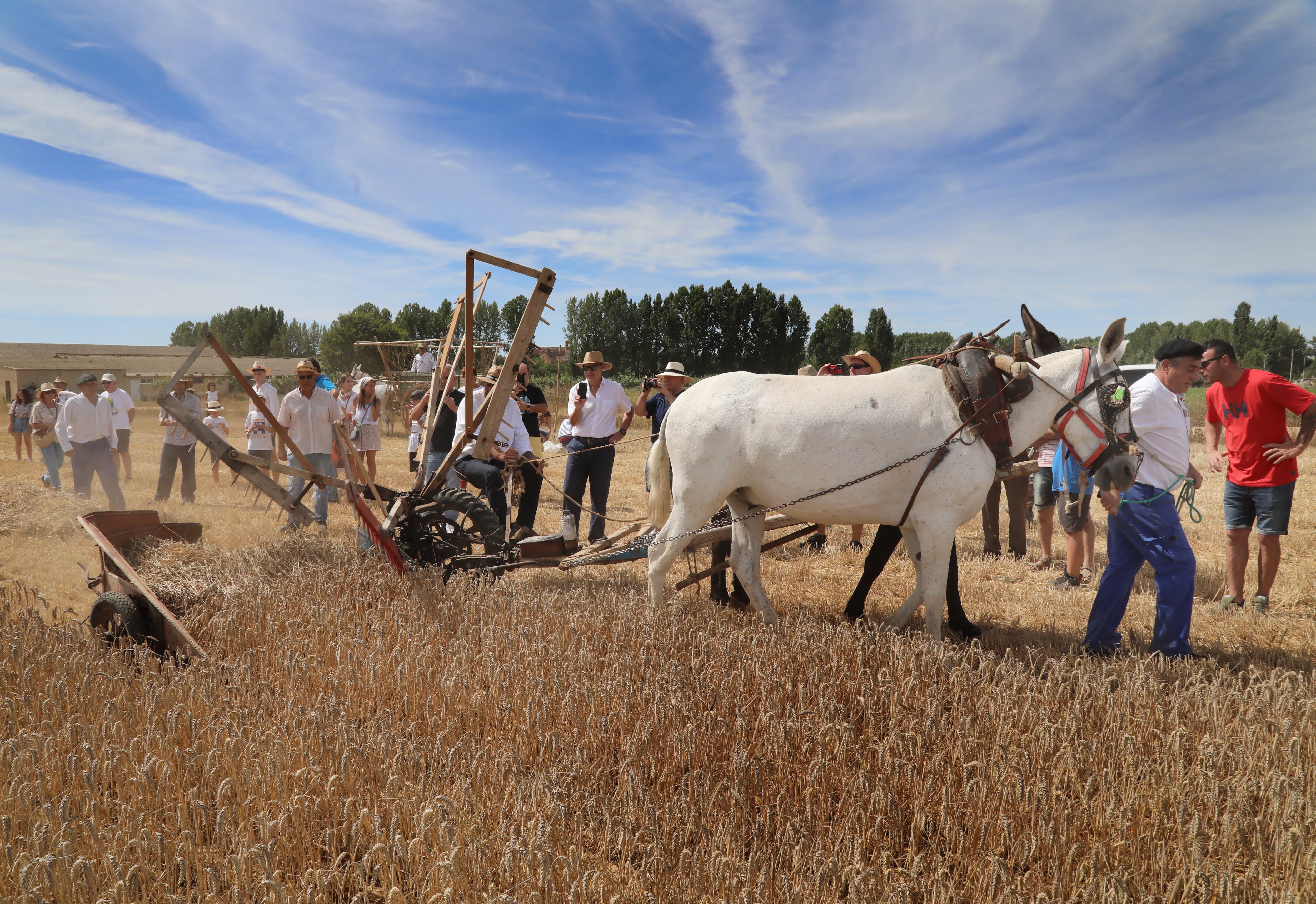 Homenaje a la tradición y a las labores agrícolas en la Fiesta de la Trilla en la localidad palentina de Castrillo de Villavega (Palencia)