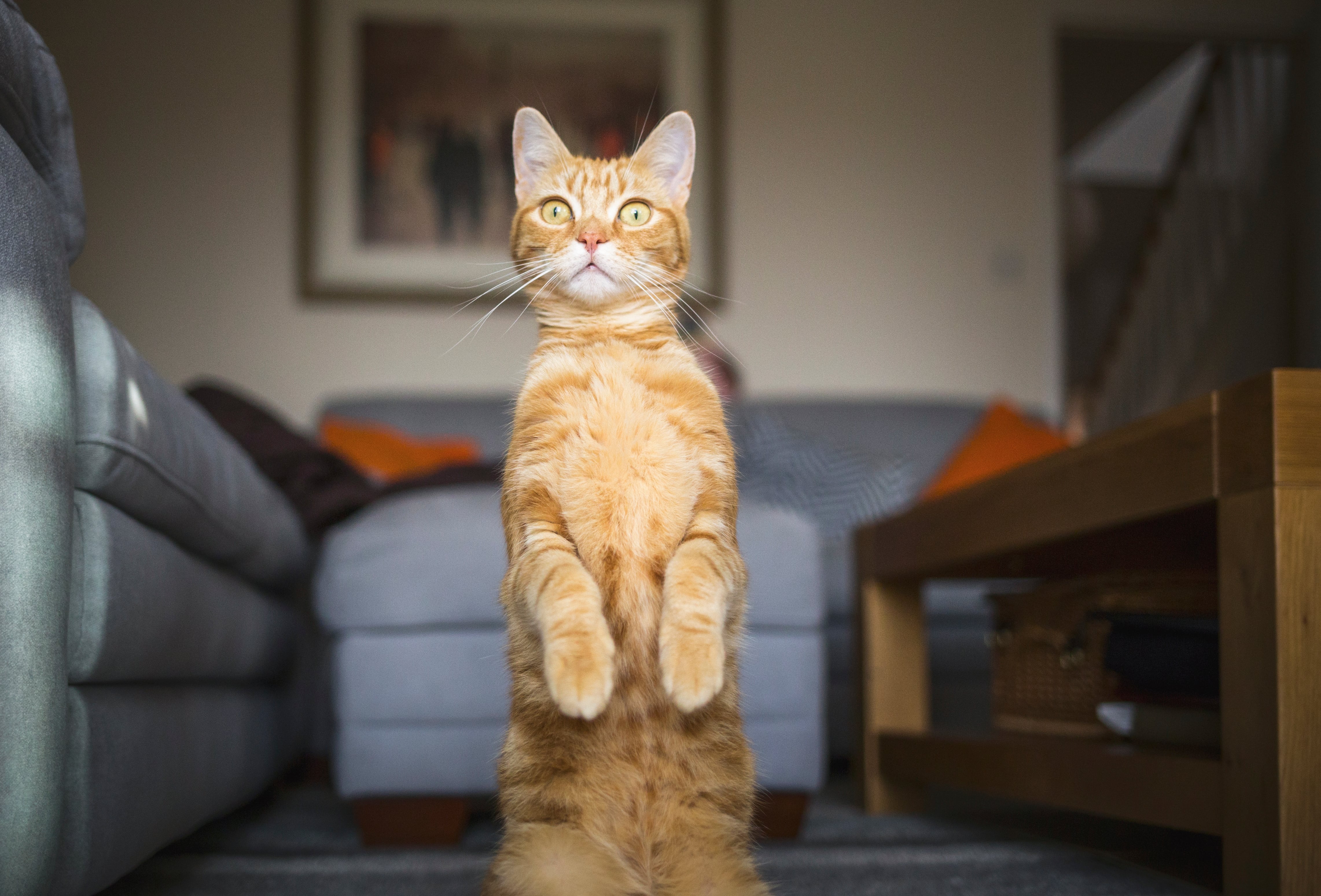 Un gato, en un salón.