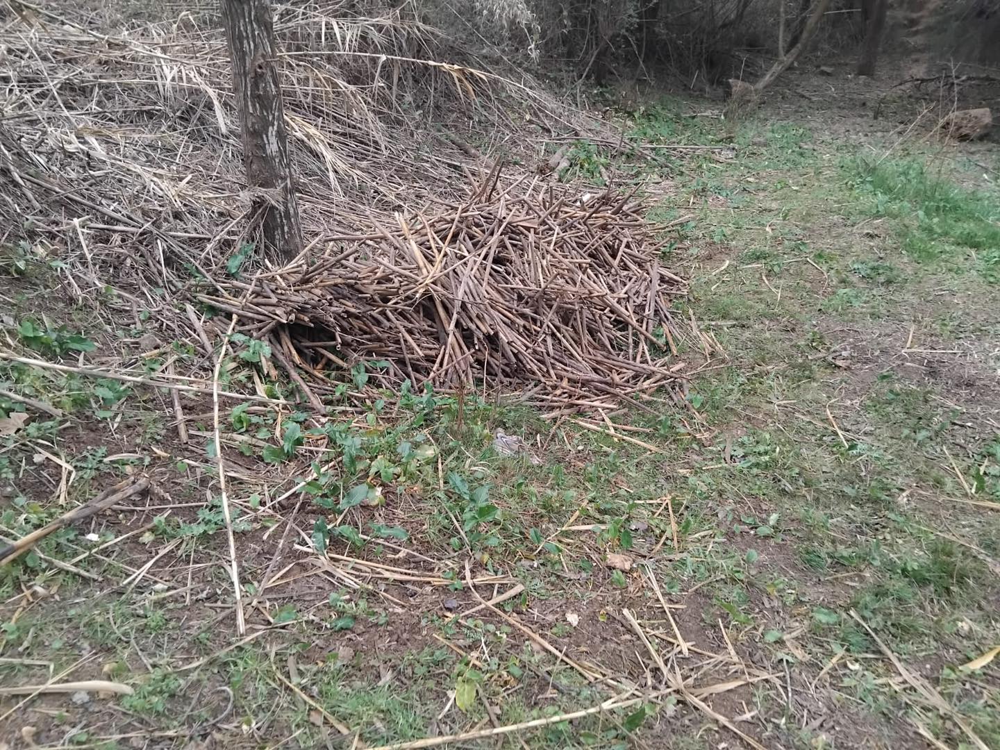 La sima de la Donzella de Barx repleta de cañas y suciedad