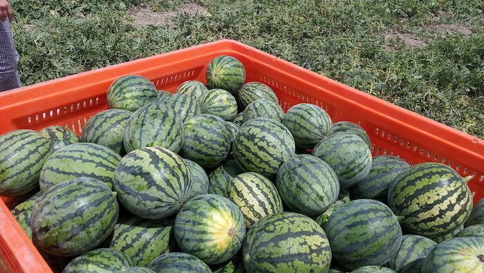 Clamor contra la sequía desde el campo; la cosecha peligra esta primavera.