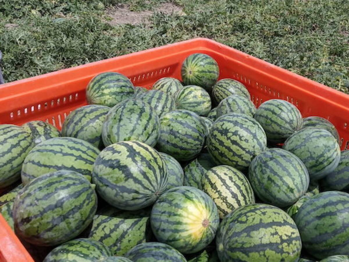 Asaja Almería confirma una reducción de 2.500 hectáreas en la producción de sandía